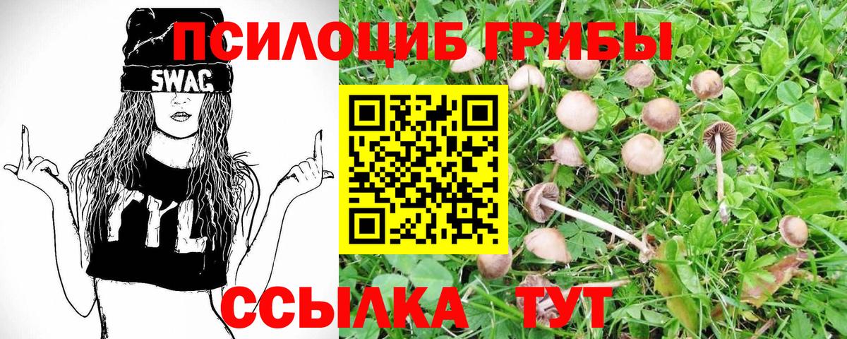 Псилоцибиновые грибы Psilocybe Химки